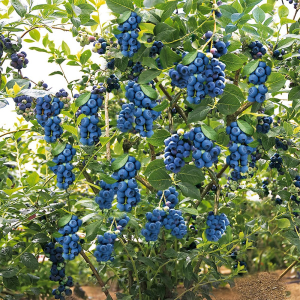 1 Čučoriedka Réka+10 l rašelina Garri