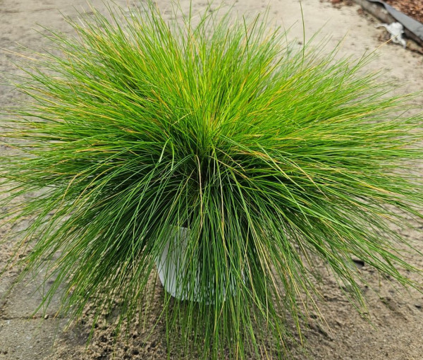 Metlička krivolaká Amilime