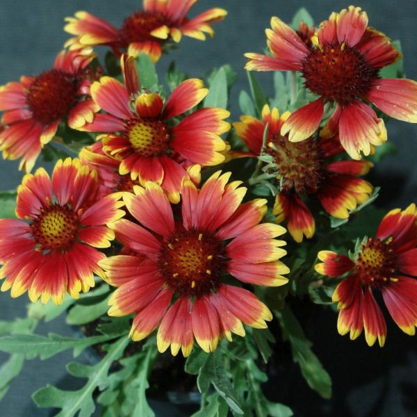 Kokarda Burgunder (3)