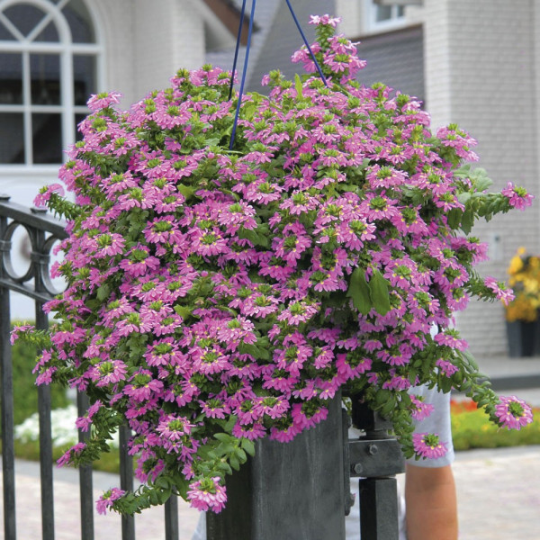 Vejárovka ružová Topaz Pink (3)