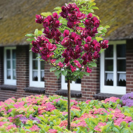 Magnólia Genie na kmeni