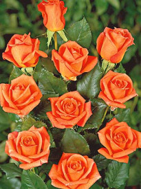 Belinda v kontajneri