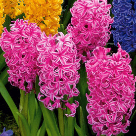 Voňavé hyacinty ružové (3)