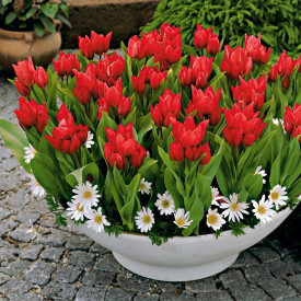 Praestans mnohokvetný tulipán