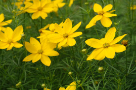 Kráska praslenová 'Grandiflora' 