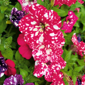Petúnia Ruby Red Sky (3)