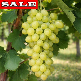 Bezsemenné stolové hrozno Kráľovná zo Sáby