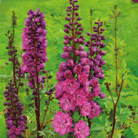 Stračonôžka Pink Empire (2)