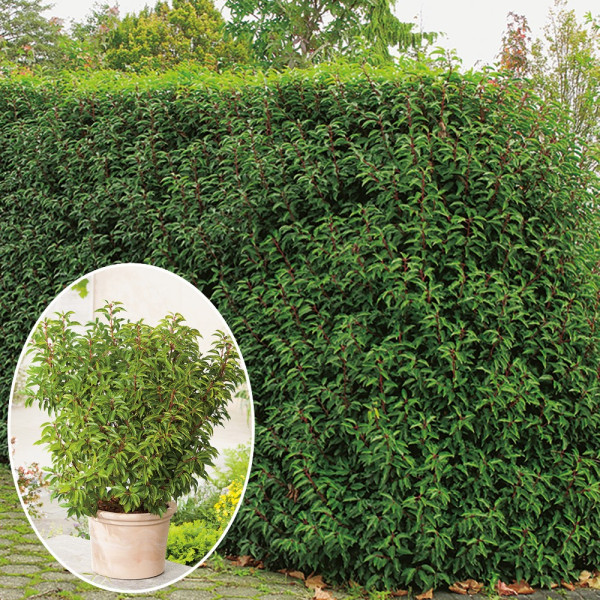 Portugalský vavrínovec