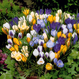 Botanický krokus – zmes farieb