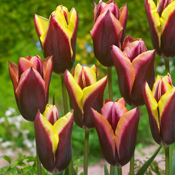 Tulipán 'Striped Bats'