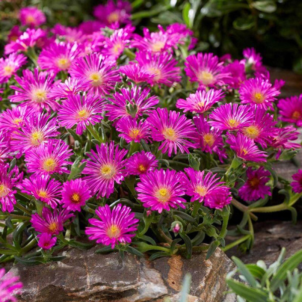 Delosperma Hot Pink Wonder (3)
