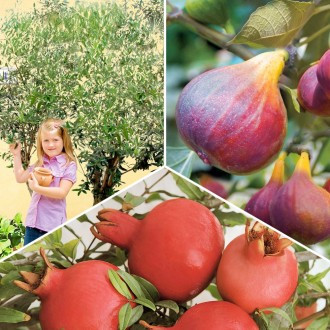 Olivovník Orvieto, Figa Viola kmeňová, Granátovník