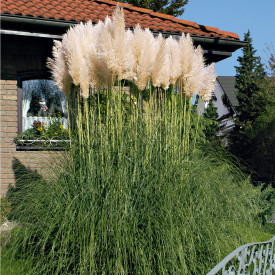 Kortadéria pampová biela