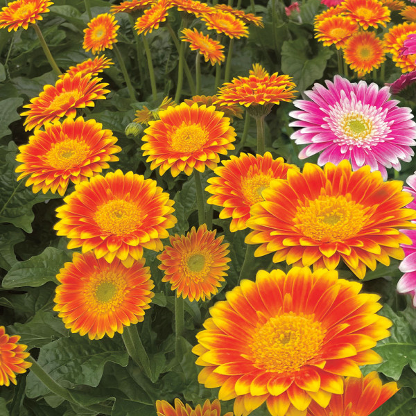 Gerbera Sweet Blaze oranžová/žltá (3)