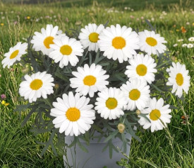 Margaréta biela, ker