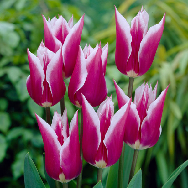 Tulipán 'Claudia'