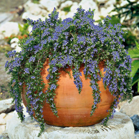 Rozmarín popínavý (1)