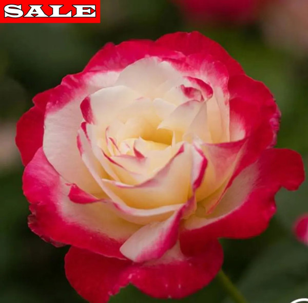 Nostalgie, v kontajneri