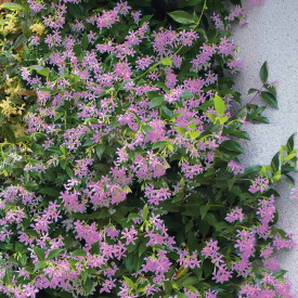 Jazmínovník vonný Pink Showers