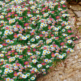 Sedmokráska Viva Espana (3)