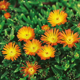 Delosperma Orange Wonder (3)