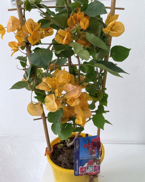 Bougainvillea-viacfarebná
