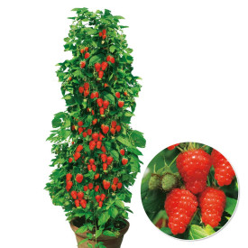 Malina červená Two Timer Sugana (2)