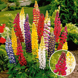 Lupine (3)