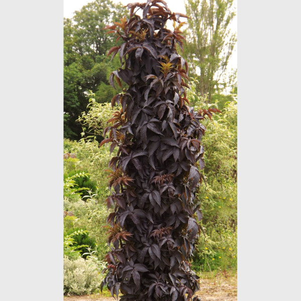 2 Stĺpovité bazy Black Tower