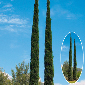 Cyprus vždyzelený ´PYRAMIDALIS´,