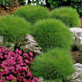 Kostrava medvedia (3)