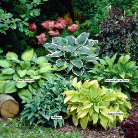 Hosta Marmelade on Toast