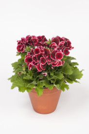 Aristo Red Beauty muškát (1)