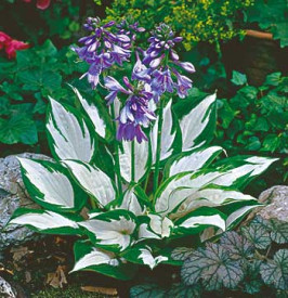 Hosta 'Fire and Ice'