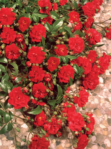 Matador pôdopokryvná ruža