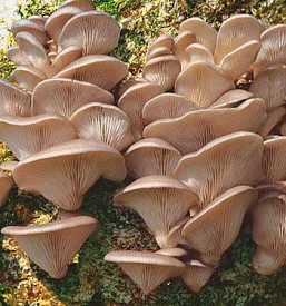 Hliva ustricová očkovací materiál