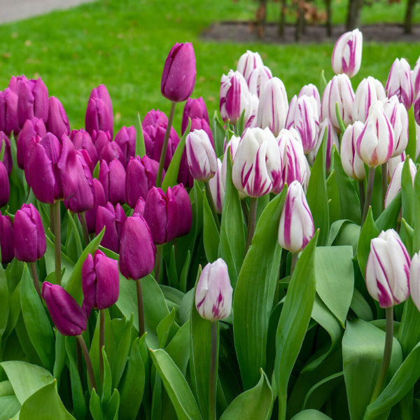 Tulipány 'Prince Brothers'
