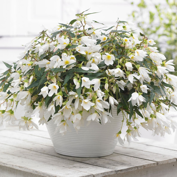 Begónia Beauvilia, biela (3)