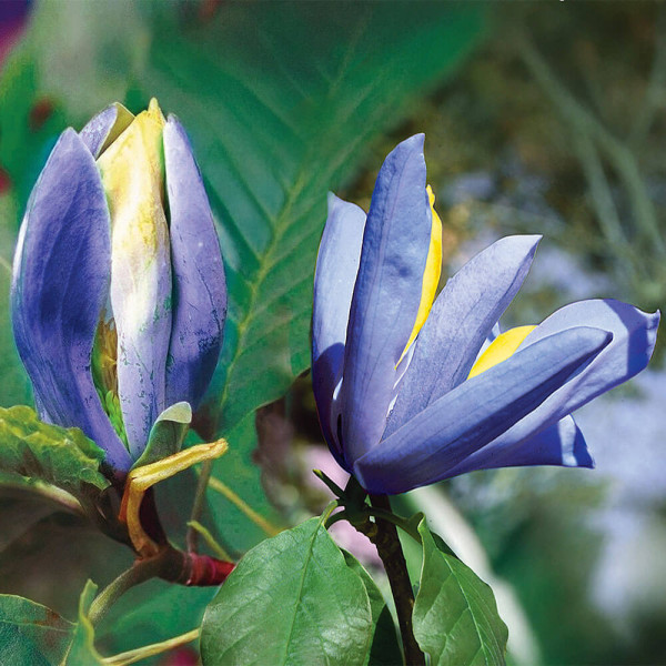 Magnólia 'Blue Opal'
