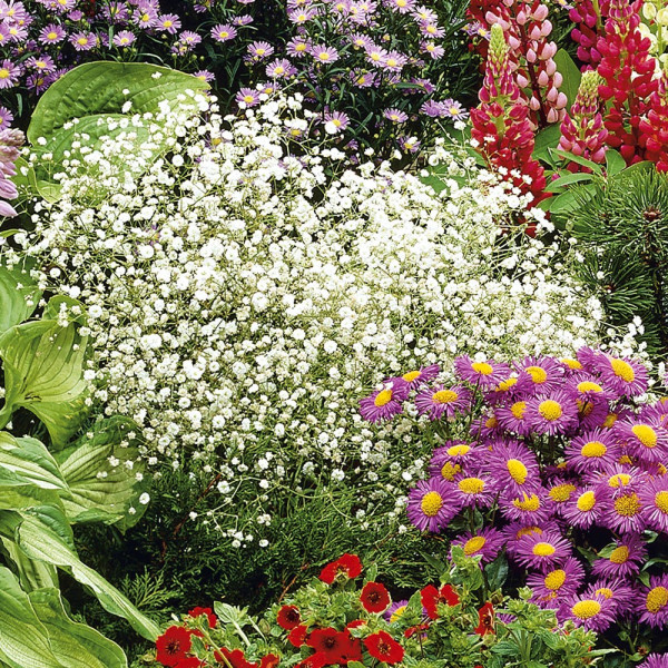 Gypsomilka biela, veľká