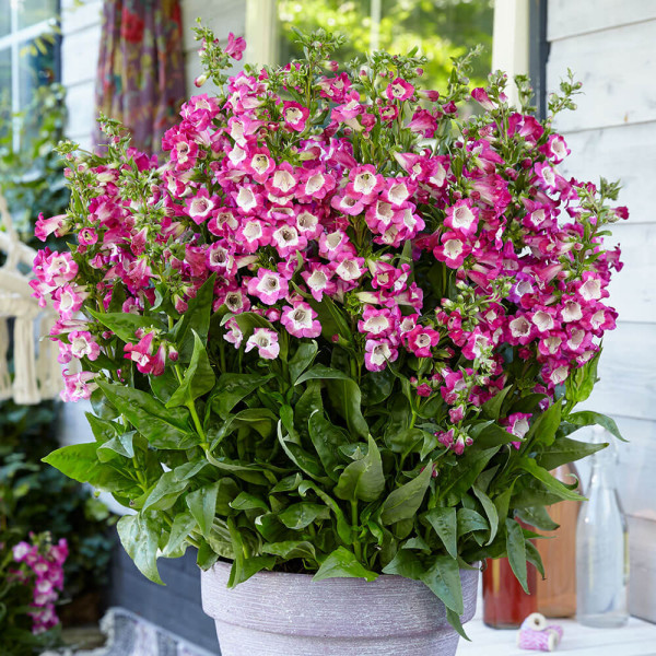 Penstemon 'Polaris Magenta' - dračík