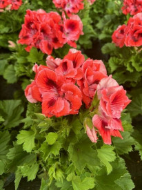 Anglický muškát, oranžovo-červená farba