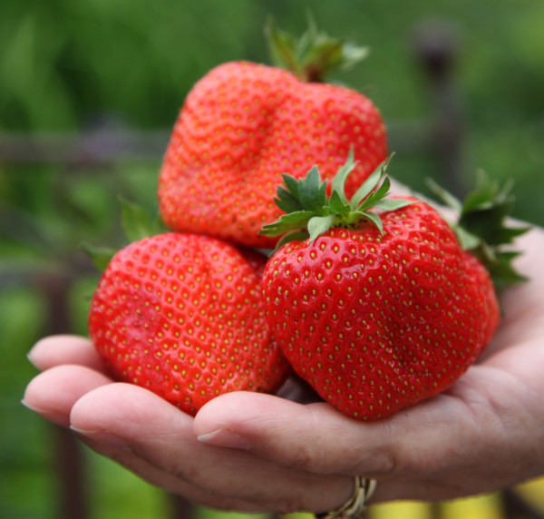 Sweet Mary obria jahoda (3)