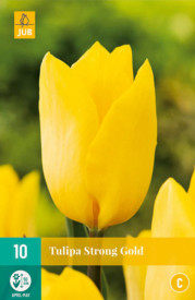 Tulipán Strong Gold (7)