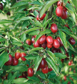 Drieň obyčajný Pancherevo