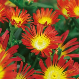 Delosperma Fire Wonder (3)