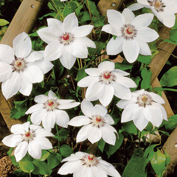 Plamienok Miss Bateman