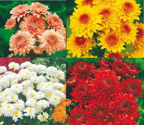 4 záhradné chryzantémy