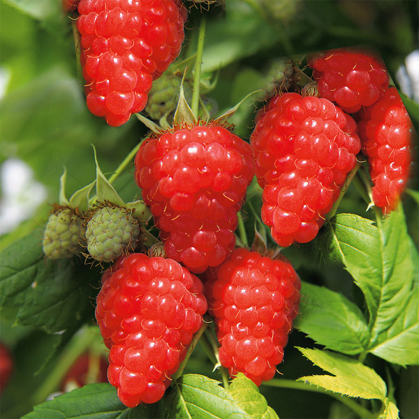 Malina červená Two Timer Sugana (2)